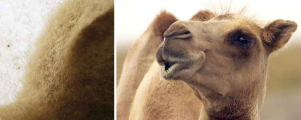 Одеяло Hefel Pure Camel GD